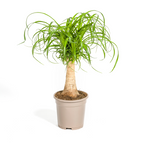 Beaucarnea recurvata stem (elephant foot) – Ø17 cm, 40–60 cm high