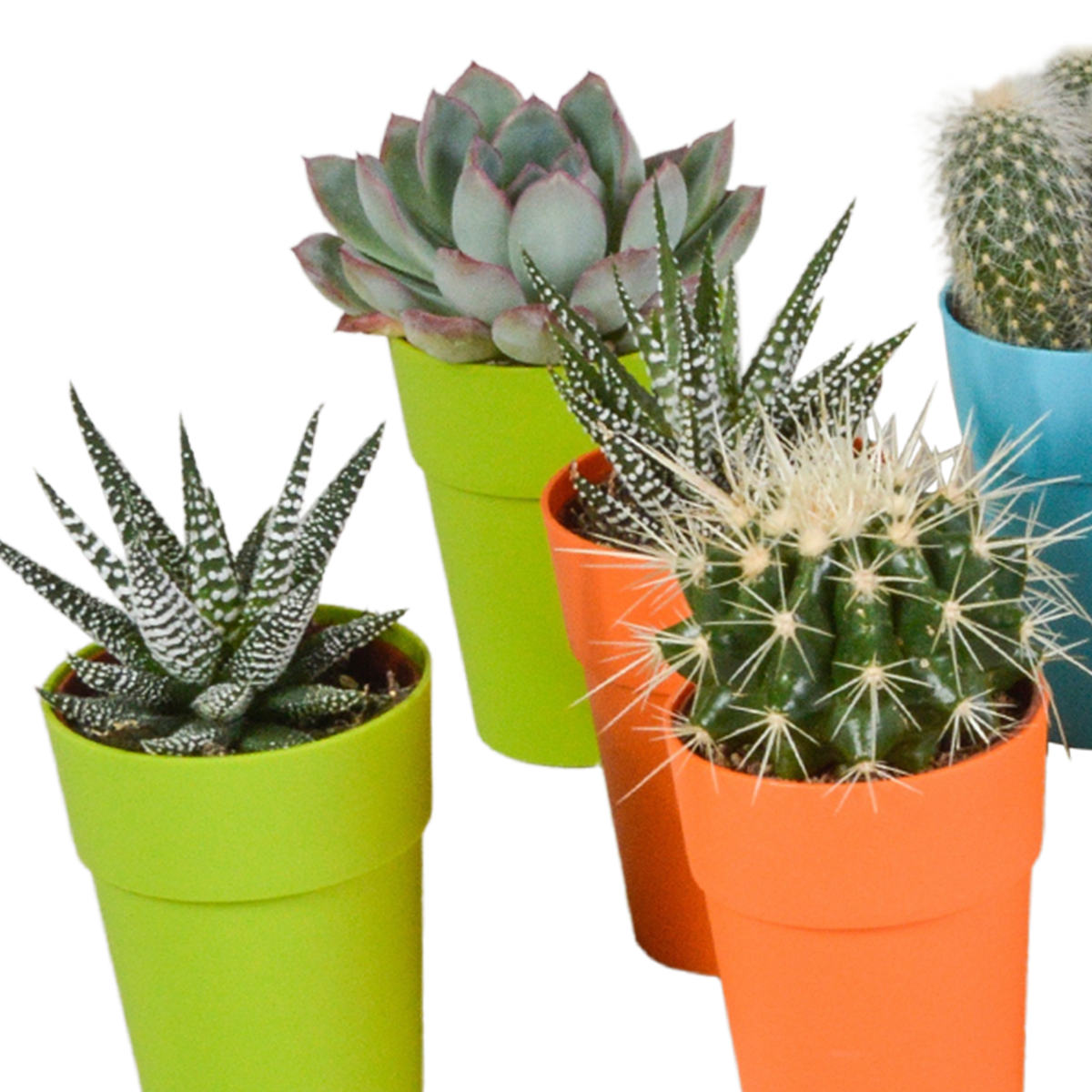 15× Mélange de cactus et plantes grasses (Cactaceae) – Ø6 cm, 13 cm de haut – pot en plastique coloré