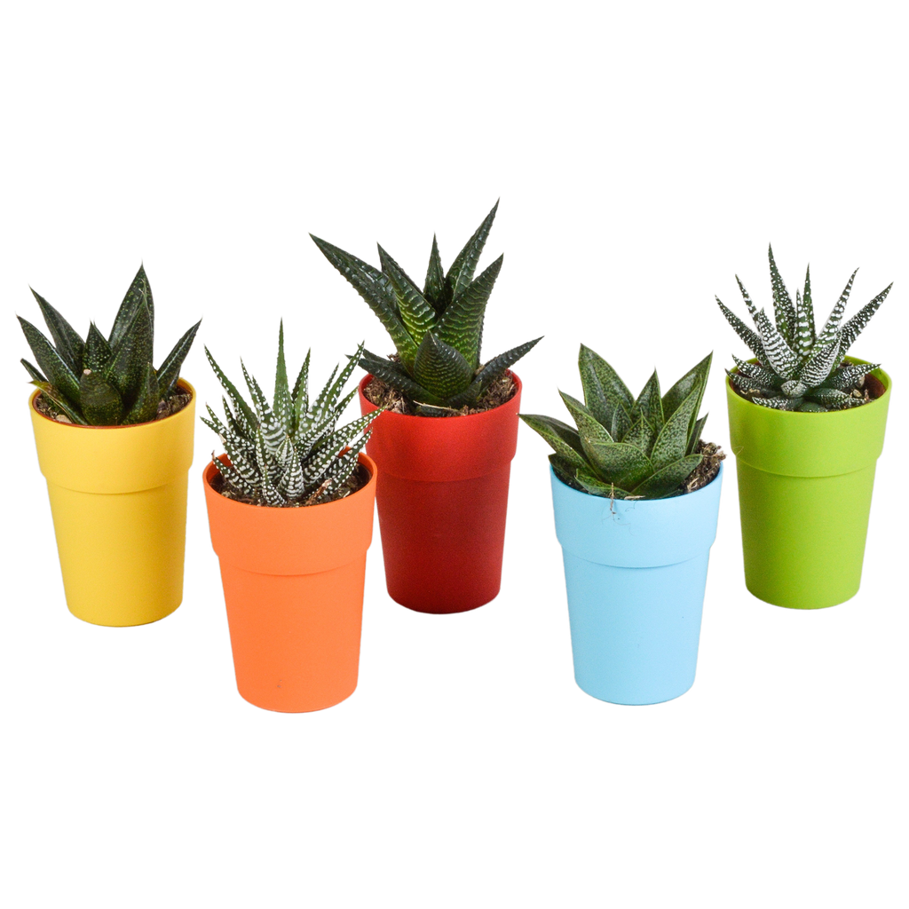 Gasteria/Haworthia mix – Ø6 cm, 16 cm hoog