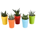 Gasteria/Haworthia mix – Ø6 cm, 16 cm hoog