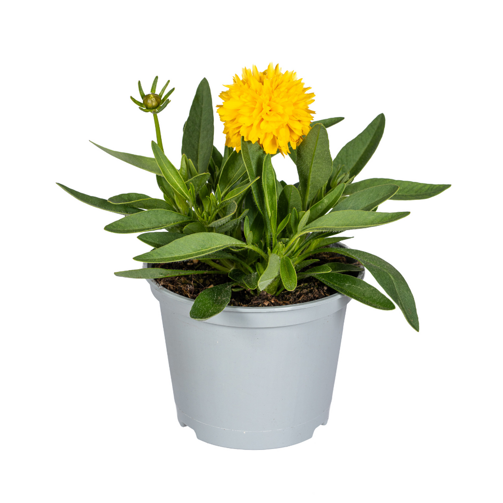 Coreopsis grandiflora (Korbblütler) – 8 Pflanzen, Ø13 cm, 25–35 cm hoch – Bild 2