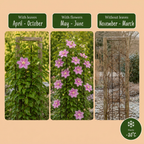 Clematis 'Piilu' (Waldrebe) – weiß-rosa – 2 Pflanzen, Ø9 cm, 35 cm hoch