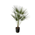 Chamaerops humilis (dwarf palm) on a trunk – Ø24 cm, 160 cm high