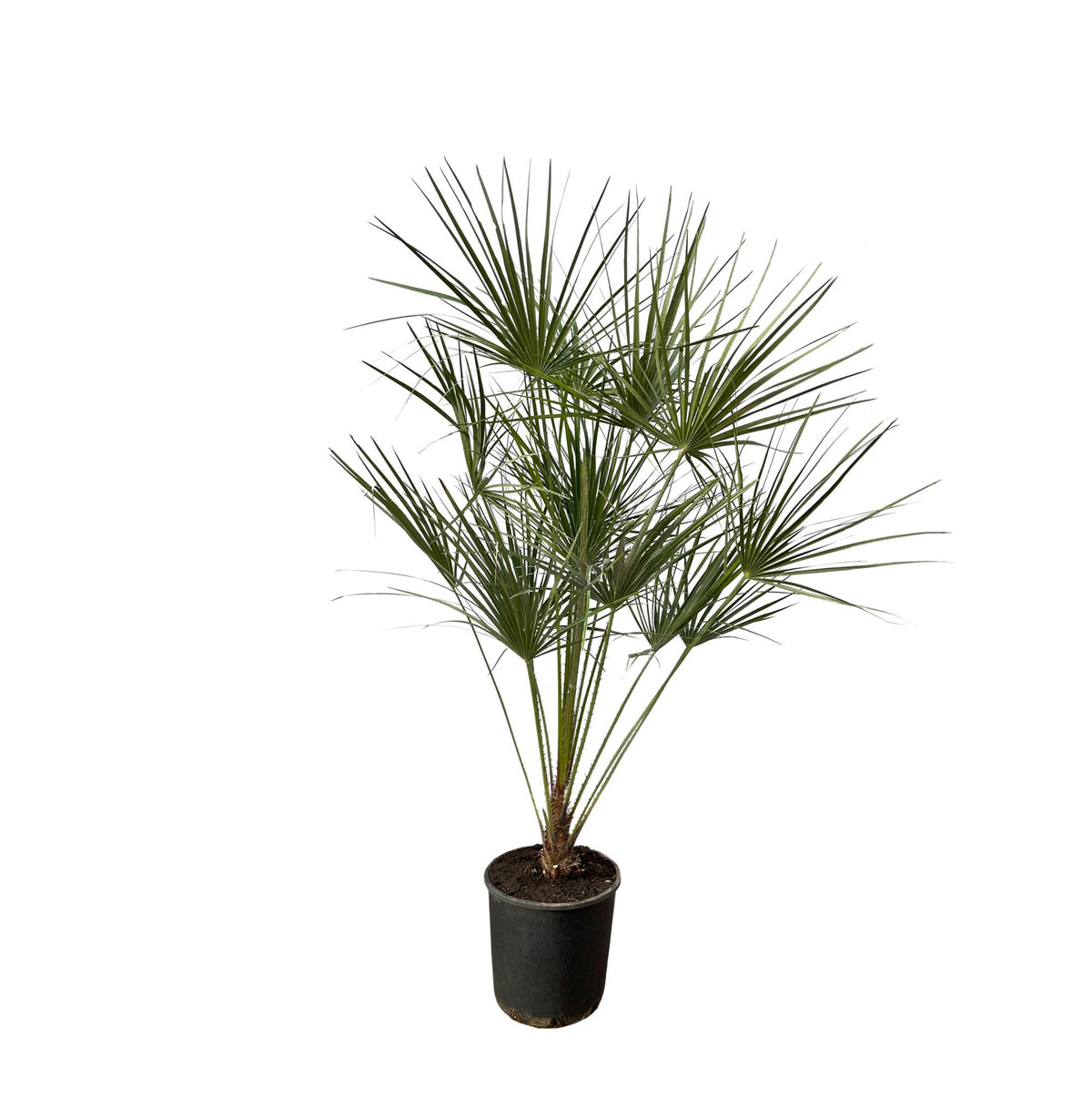 Chamaerops humilis (dwarf palm) on a trunk – Ø24 cm, 160 cm high