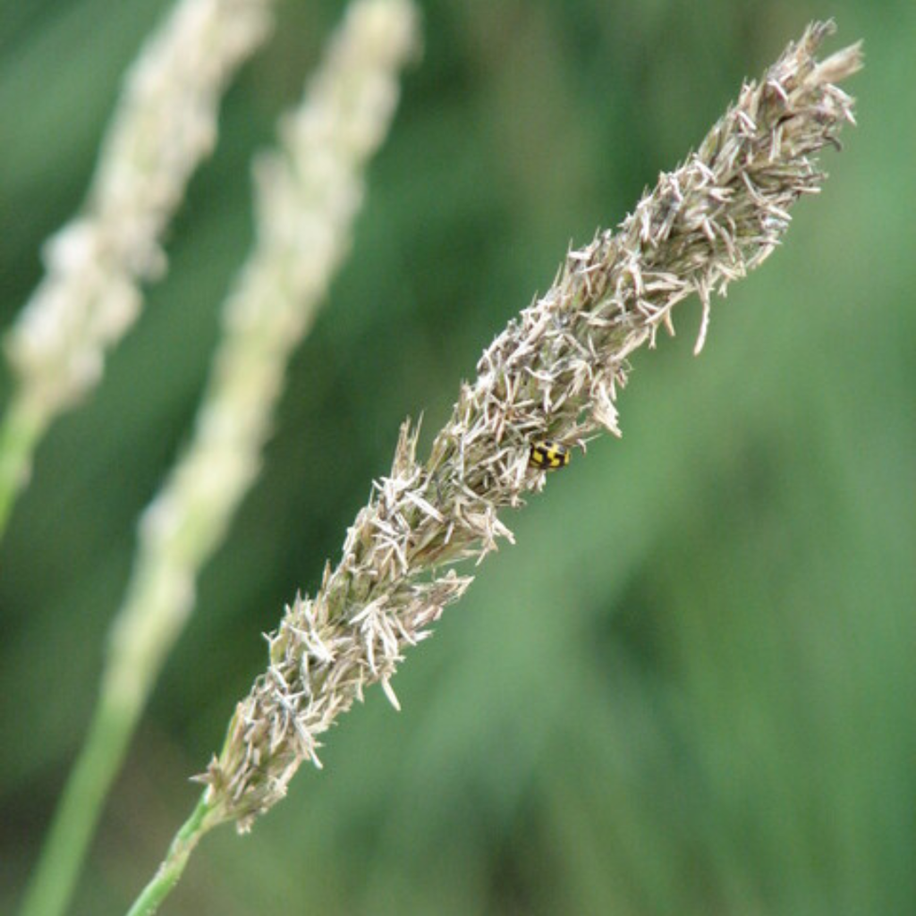 Sesleria autumnalis (Herbst-Schachtelhalm) – 48 Pflanzen, Ø9 cm, 10–25 cm hoch – Bild 8