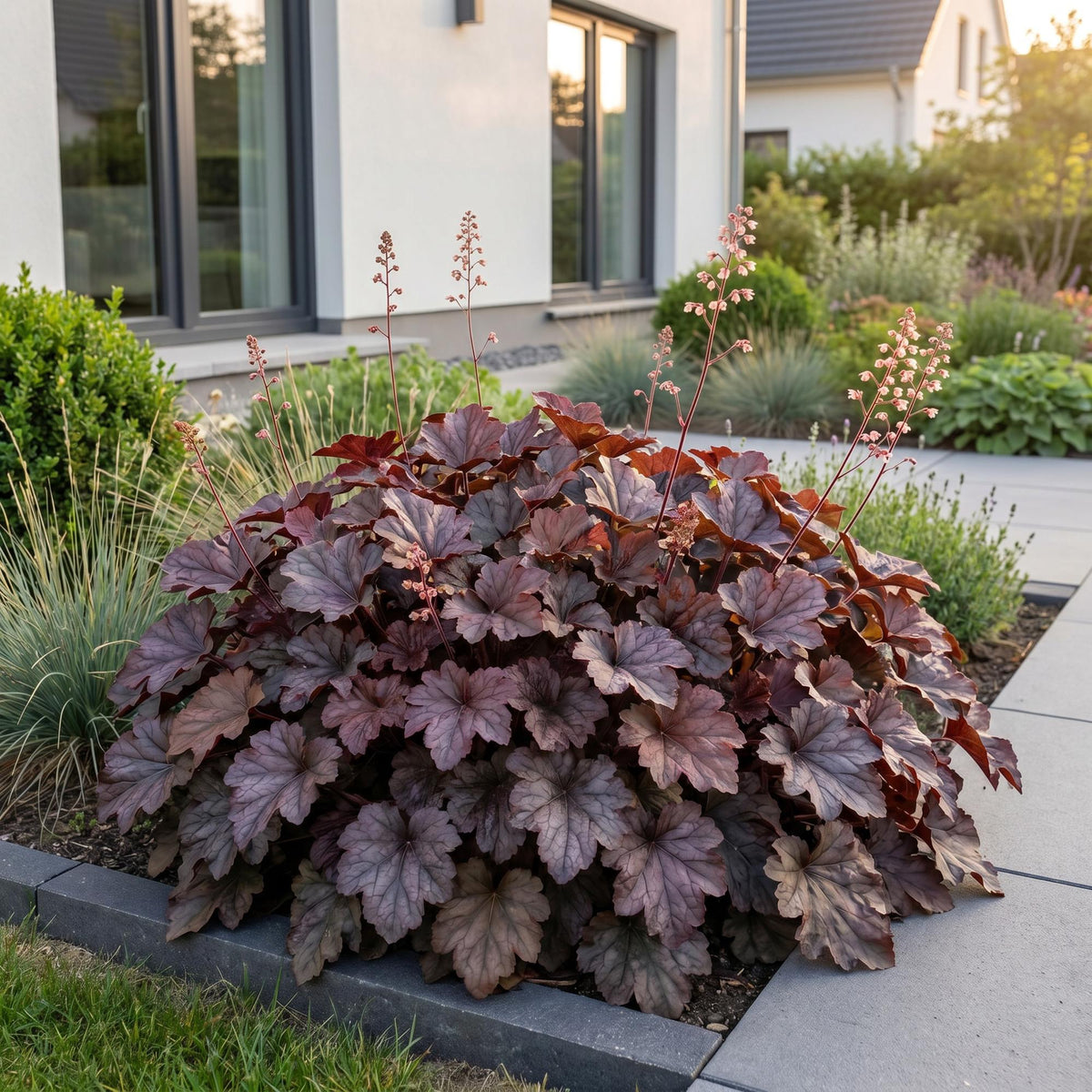 Heuchera micr. 'Palace Purple' (bell heather) – purple – 24 plants, Ø11 cm, 15–25 cm high – photo 6