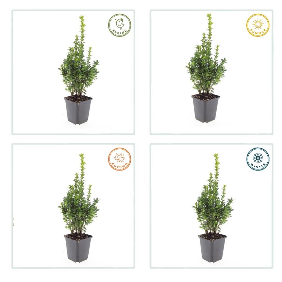 Buxus sempervirens – 12 plants, Ø9 cm, 10–25 cm high – photo 8