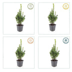 Buxus sempervirens – 12 plants, Ø9 cm, 10–25 cm high
