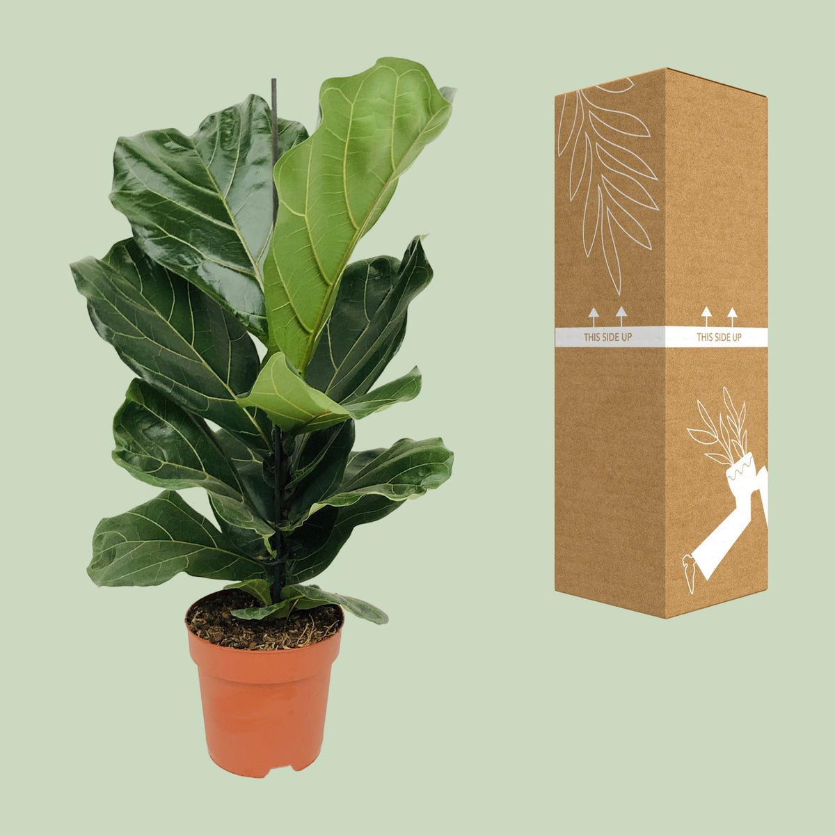 Ficus lyrata (vioolbladplant) – Ø17 cm, 75 cm hoog