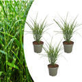 Miscanthus sinensis 'Zebrinus' (prachtriet) – 3 planten, Ø12 cm