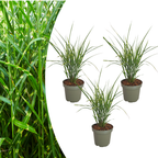 Miscanthus sinensis 'Zebrinus' (prachtriet) – 3 planten, Ø12 cm