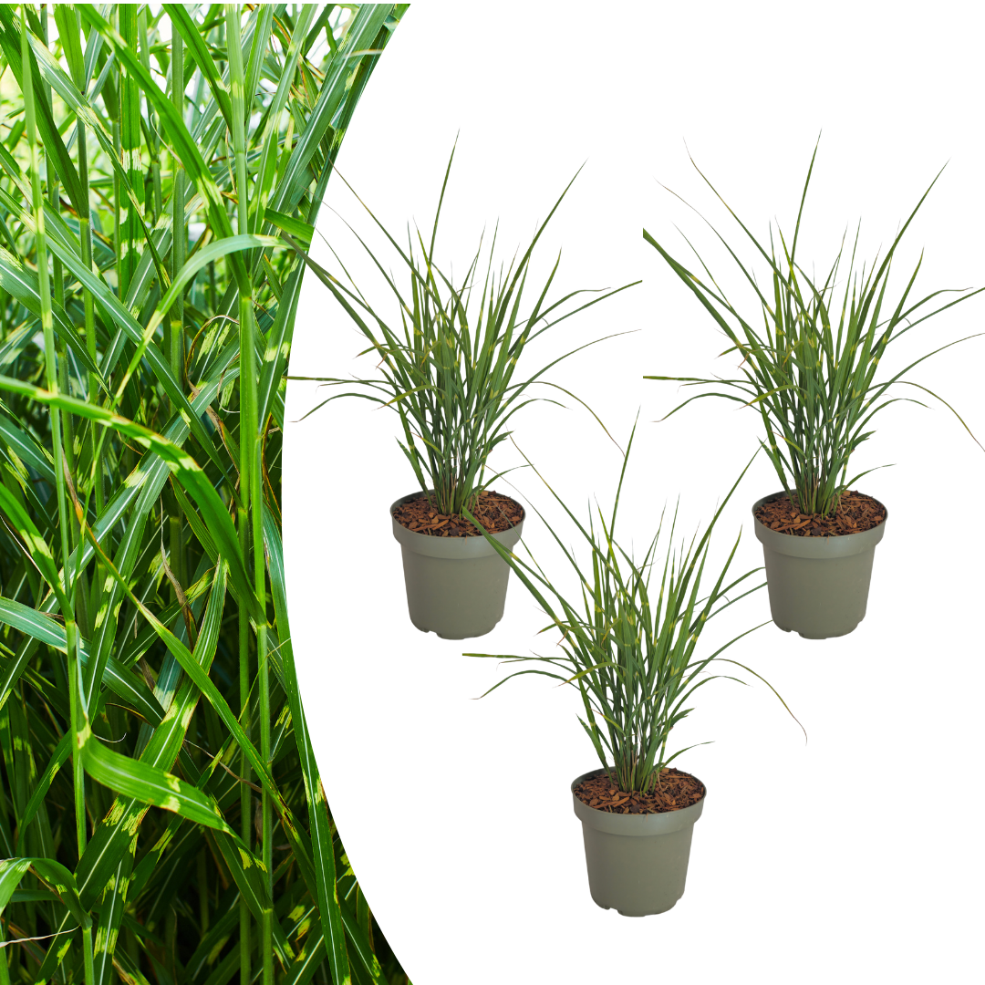 Miscanthus sinensis 'Zebrinus' (prachtriet) – 3 planten, Ø12 cm