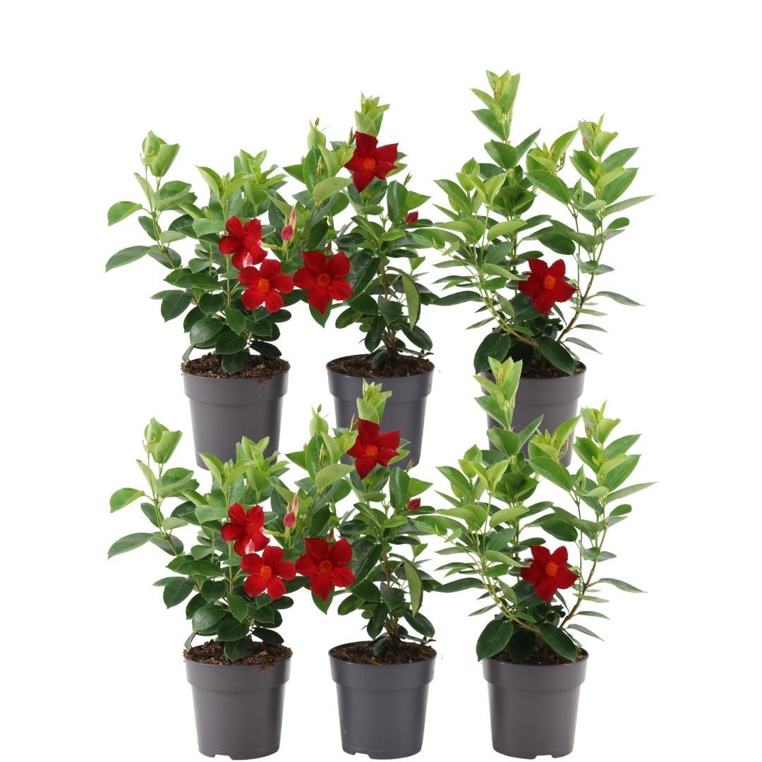 Mandevilla 'Red' (dipladenia) – 6 plants, Ø12 cm, 25 cm high