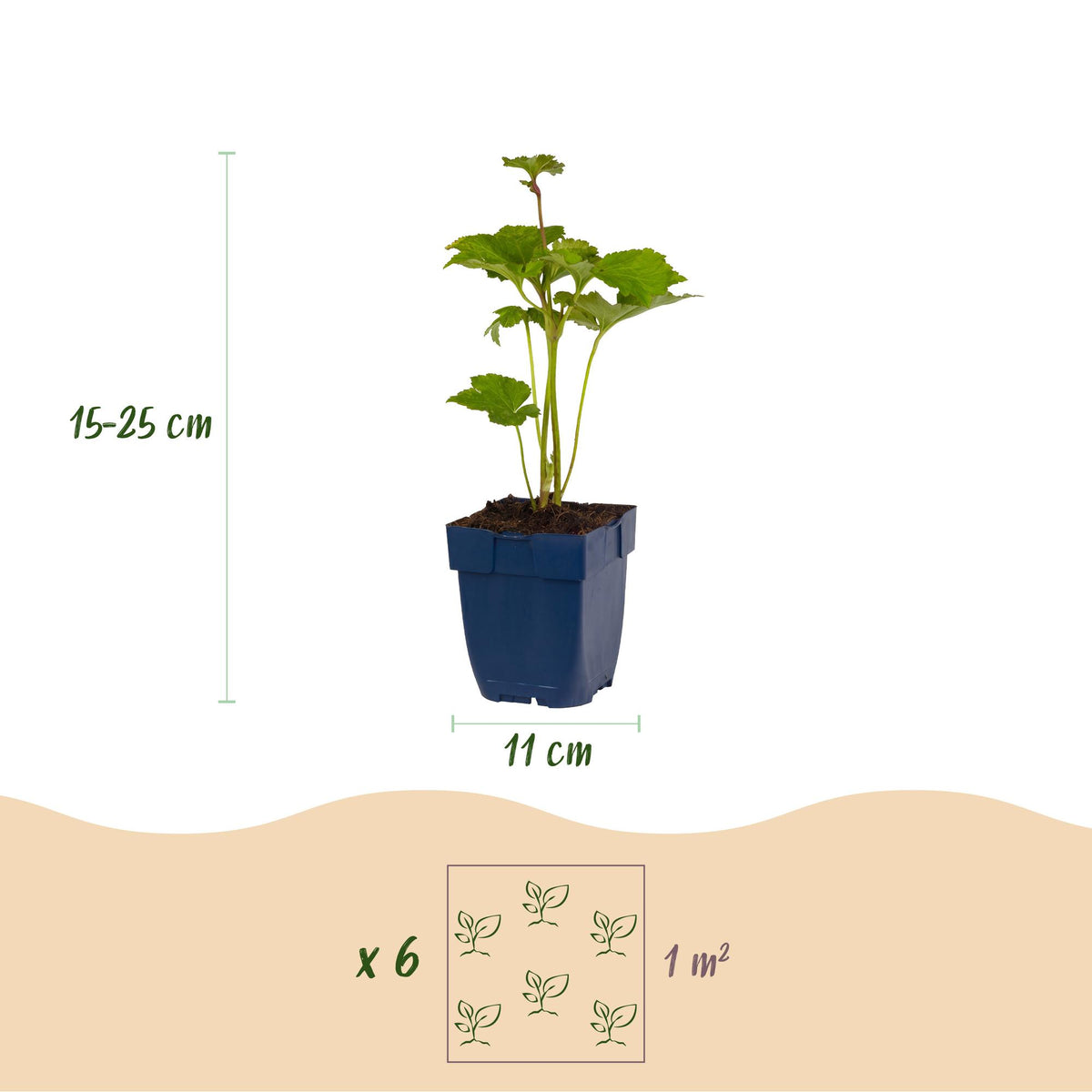 Anemone hybr. 'Kön. Charlotte' (Herbstanemone) – rosa – 24 Pflanzen, Ø 11 cm, 15–25 cm hoch