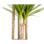 Dracaena marginata Green (arbre dragonnier) – Ø27 cm, 170–190 cm de haut
