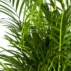 Dypsis Areca Lutescens (goudpalm) – Ø21 cm, 100–120 cm hoog