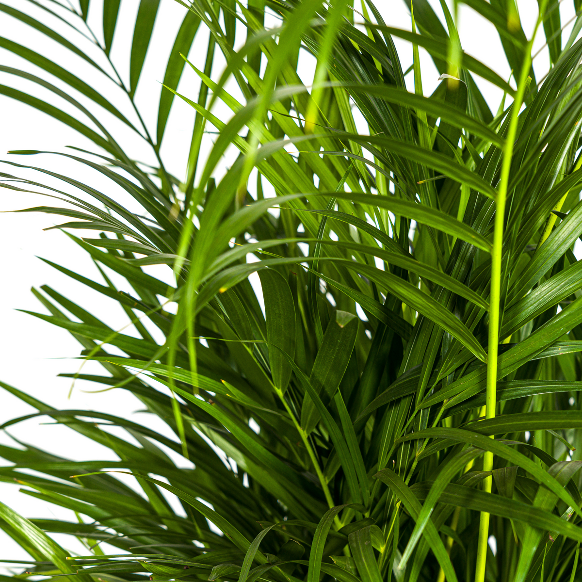 Dypsis Areca Lutescens (goudpalm) – Ø21 cm, 100–120 cm hoog
