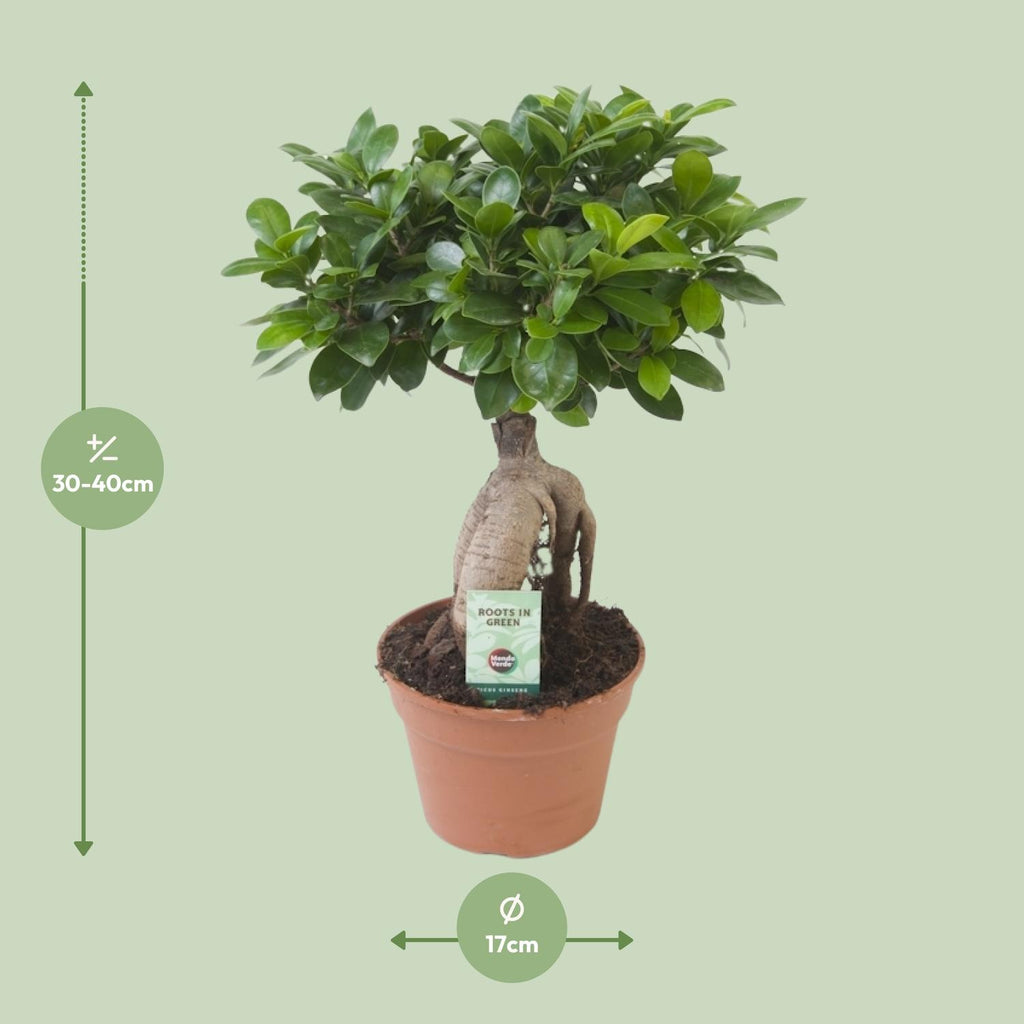 Ficus Ginseng – Ø17 cm, 40 cm høj