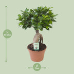 Ficus Ginseng – Ø17 cm, 40 cm høj