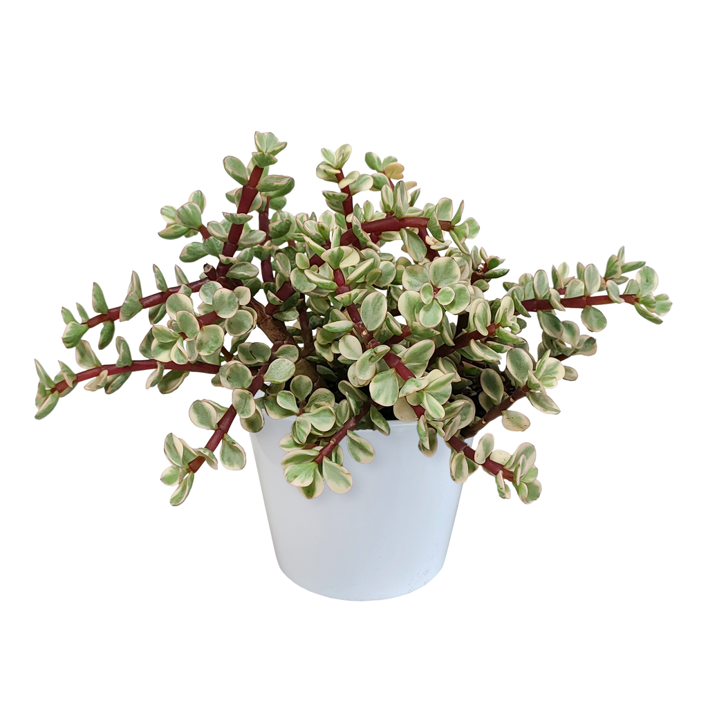 Portulacaria afra Variegata (arbre à saucisses) en pot blanc – Ø12 cm, 25 cm de haut – photo 5