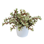 Portulacaria afra Variegata (arbre à saucisses) en pot blanc – Ø12 cm, 25 cm de haut