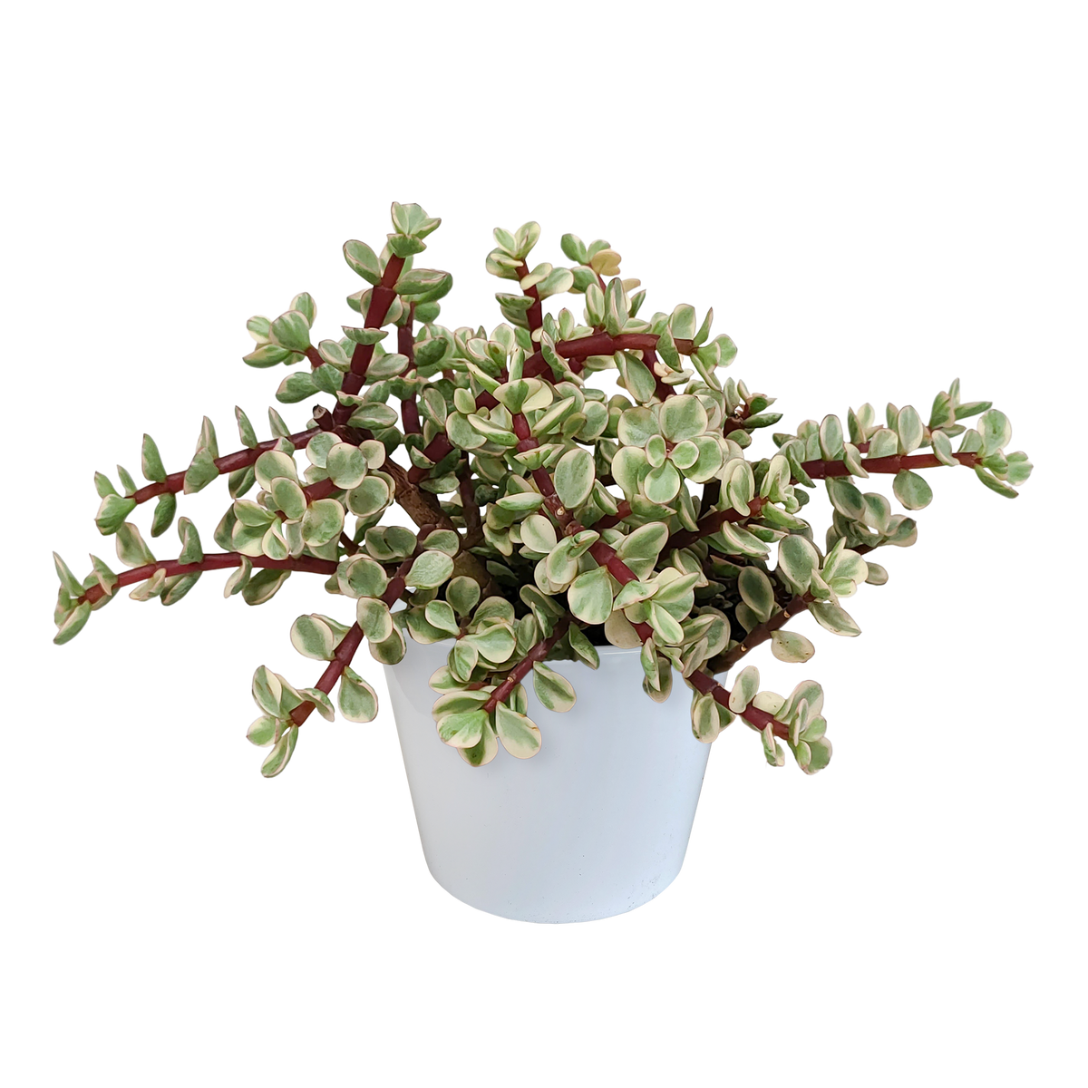 Portulacaria afra Variegata (arbre à saucisses) en pot blanc – Ø12 cm, 25 cm de haut – photo 5