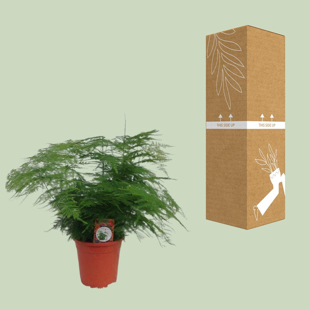 Asparagus Setaceus (asparagusvaren) – Ø17 cm, 45 cm hoog