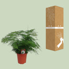 Asparagus Setaceus (asparagusvaren) – Ø17 cm, 45 cm hoog