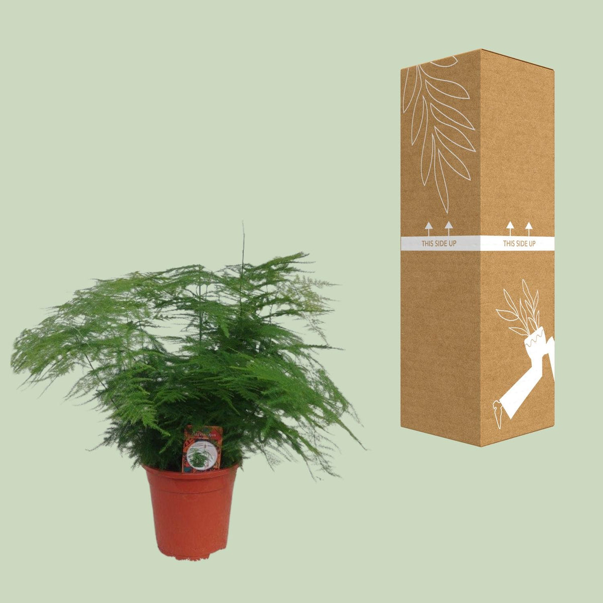 Asparagus Setaceus (asparagusvaren) – Ø17 cm, 45 cm hoog