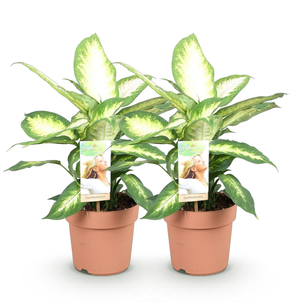 2× Dieffenbachia – Ø17 cm, 45–50 cm hoch