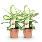 2× Dieffenbachia – Ø17 cm, 45–50 cm hoch