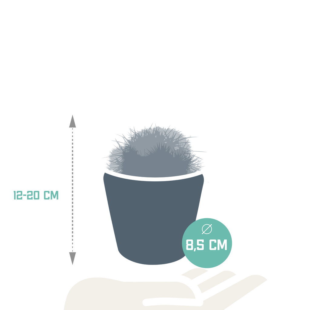 3× Koglekaktus mix (Cactaceae) – Ø9 cm, 16 cm høj