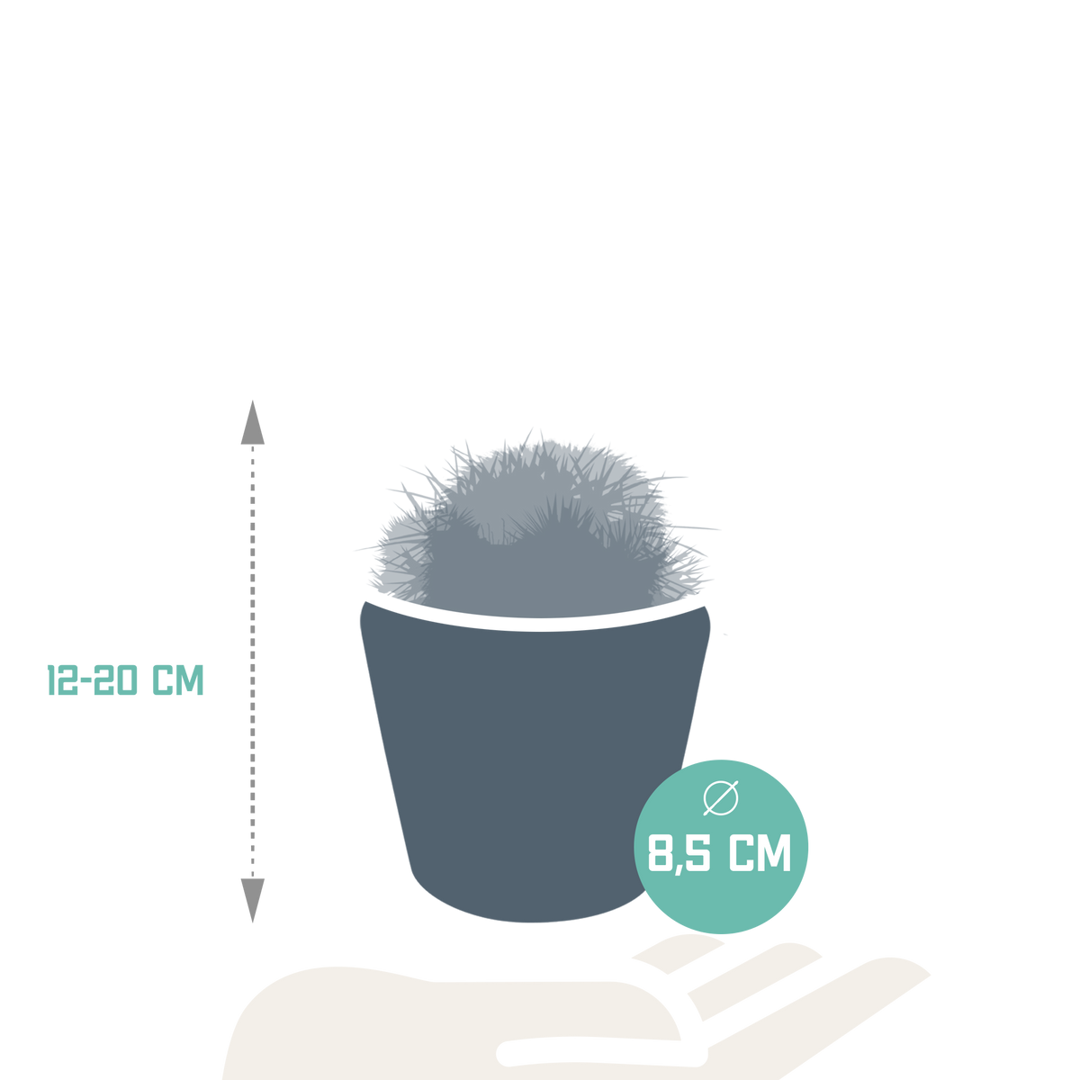 3× Koglekaktus mix (Cactaceae) – Ø9 cm, 16 cm høj