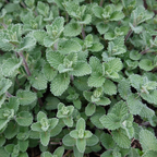 Nepeta 'Grol' (menthe pour chat) – 48 plants, Ø9 cm, 10–25 cm de haut