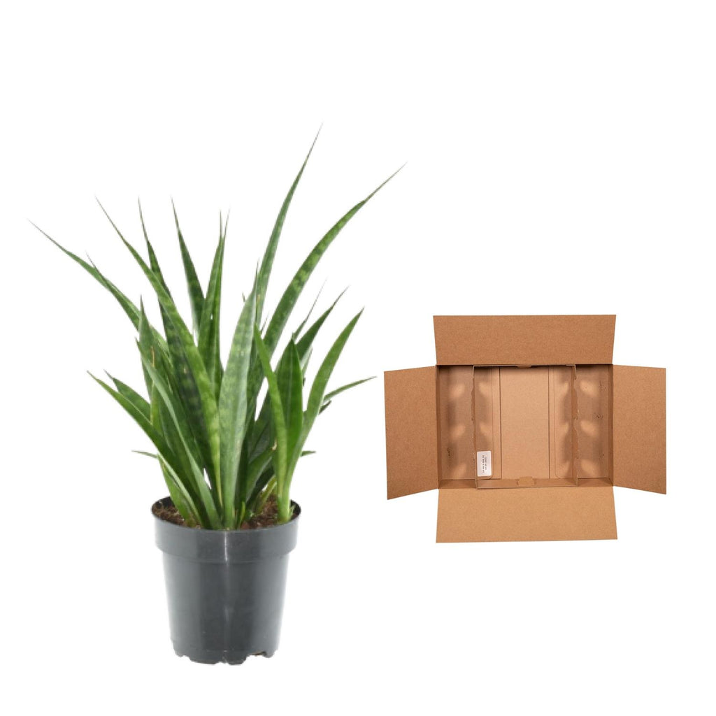 3× Sansevieria Kirkii (svigermors skarpe tunge) – Ø12 cm, 38 cm høj