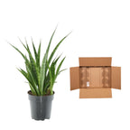 3× Sansevieria Kirkii (svigermors skarpe tunge) – Ø12 cm, 38 cm høj