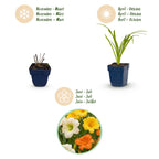Hemerocallis 'Tricolour' (hémérocallis) – crème-jaune-rouge – 24 plants, Ø11 cm, 15–25 cm de haut