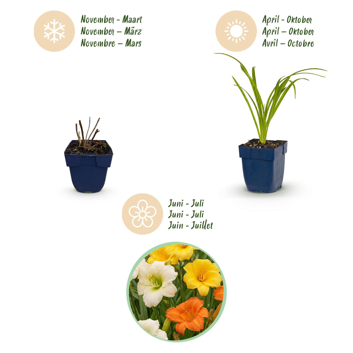 Hemerocallis 'Tricolour' (daglelie) – crème-geel-rood – 24 planten, Ø11 cm, 15–25 cm hoog