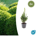 Buxus sempervirens – 6 plants, Ø9 cm, 10–25 cm high