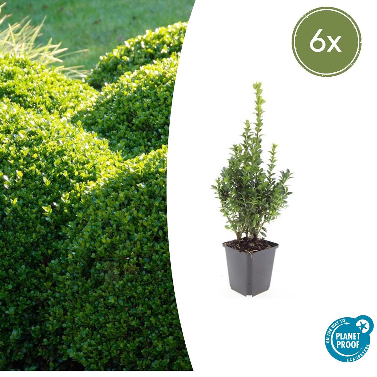 Buxus sempervirens – 6 Pflanzen, Ø 9 cm, 10–25 cm hoch