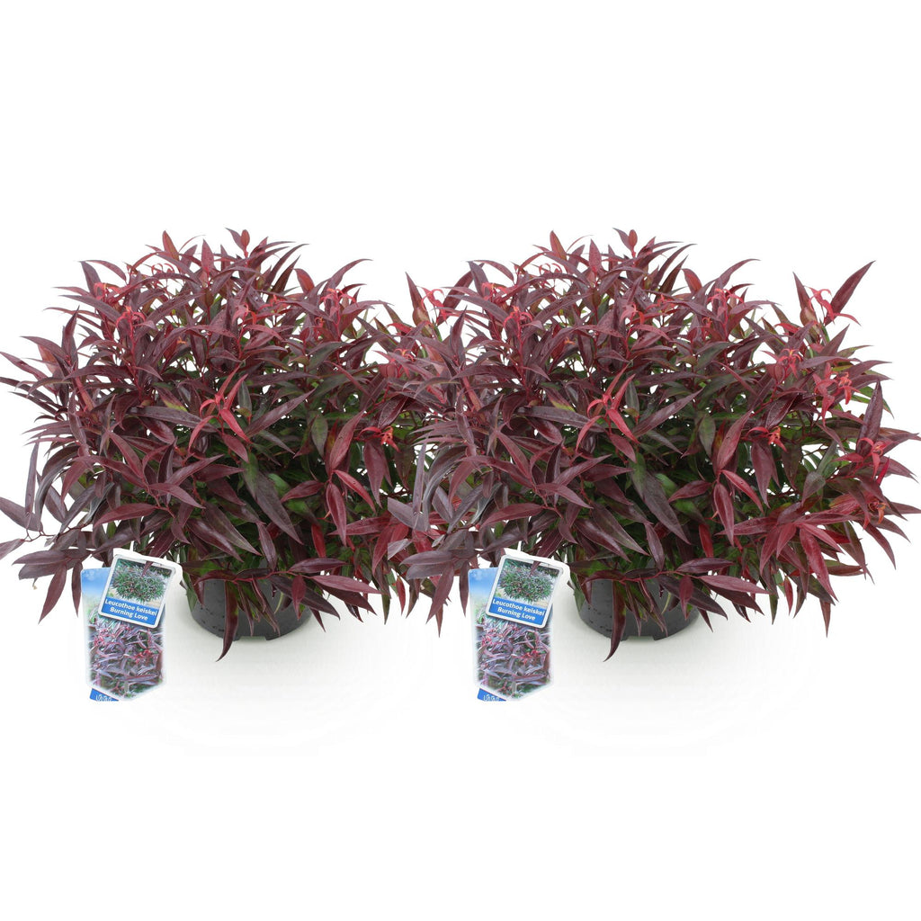 Leucothoe 'Burning Love' – rot – 2 Pflanzen, Ø17 cm, 45 cm hoch – Bild 2