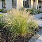 Stipa tenuissima 'Ponytails' (herbe à plumes) – 12 plants, Ø11 cm, 15–25 cm de haut