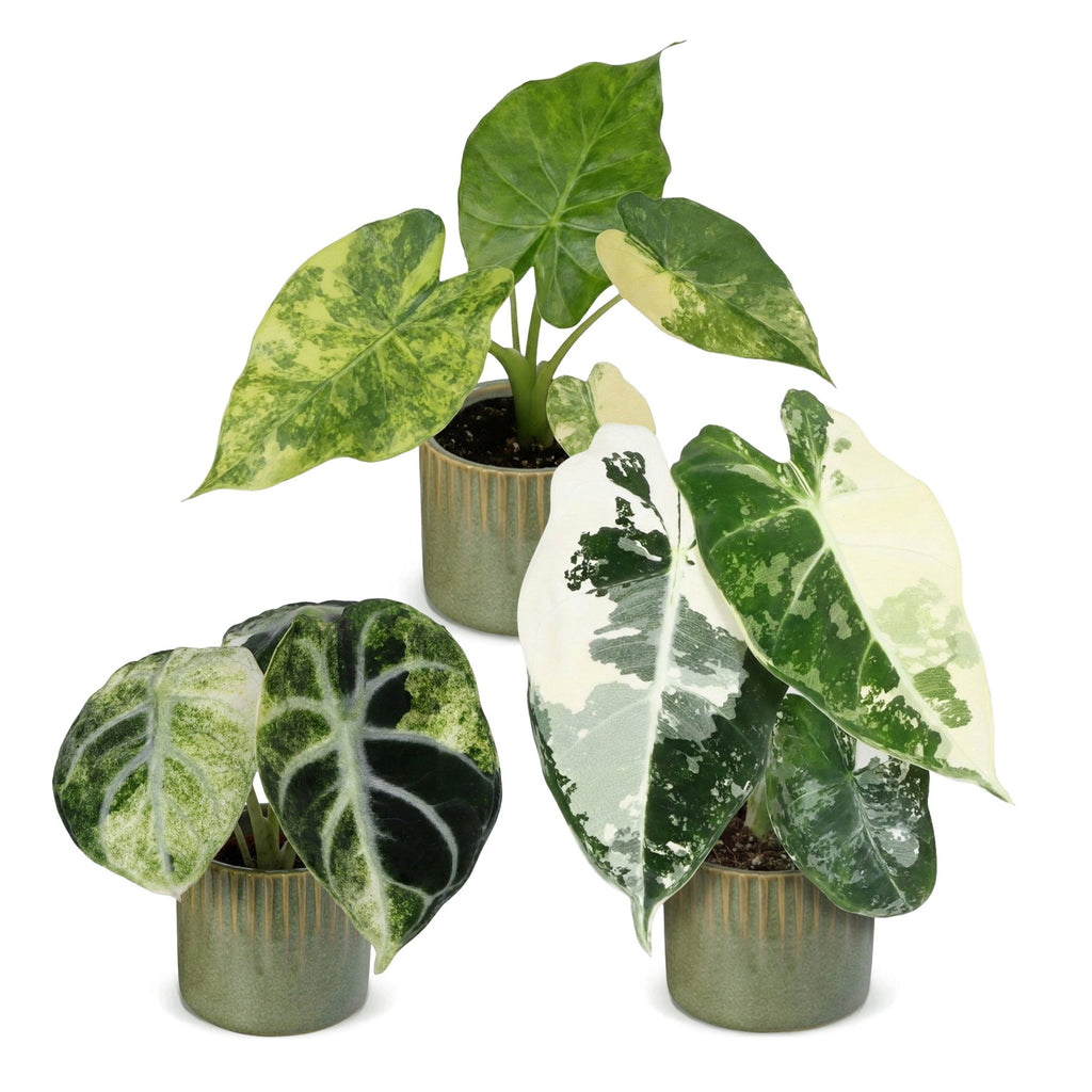 3× Baby Alocasia Tricolour Variegata (elefantøre) incl. Linnea Olive – Ø6 cm, 5–15 cm høj