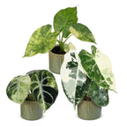 3× Baby Alocasia Tricolour Variegata (elefantøre) incl. Linnea Olive – Ø6 cm, 5–15 cm høj
