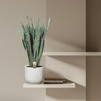 Sansevieria Zeylenica (mother-in-law's tongue) – Ø35 cm, 110 cm high