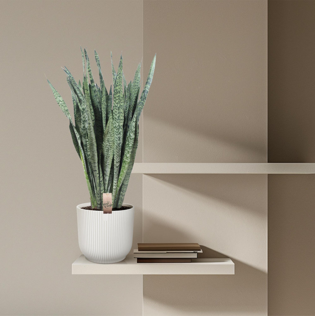 Sansevieria Zeylenica (mother-in-law's tongue) – Ø35 cm, 110 cm high – photo 4