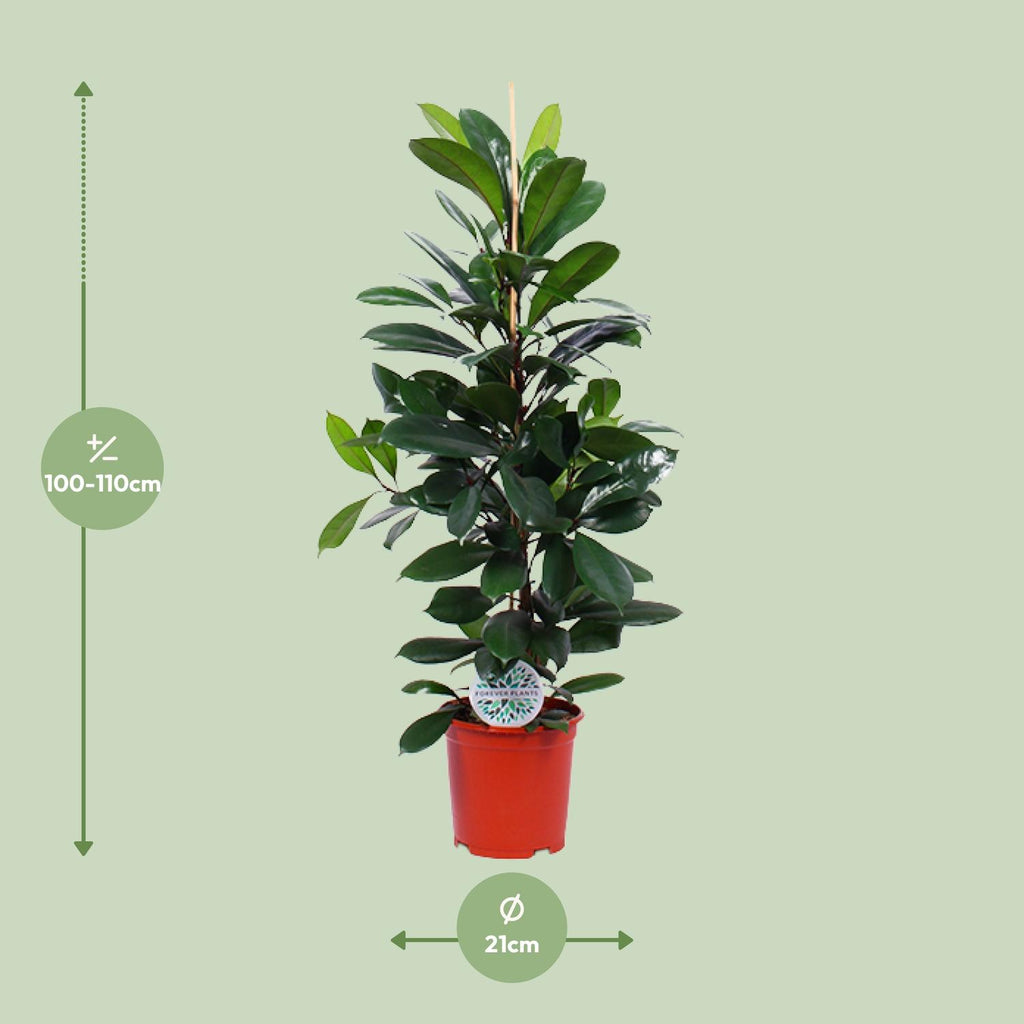 Ficus Cyathistipula – Ø21 cm, 105 cm hoog