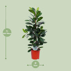 Ficus Cyathistipula – Ø21 cm, 105 cm hoog
