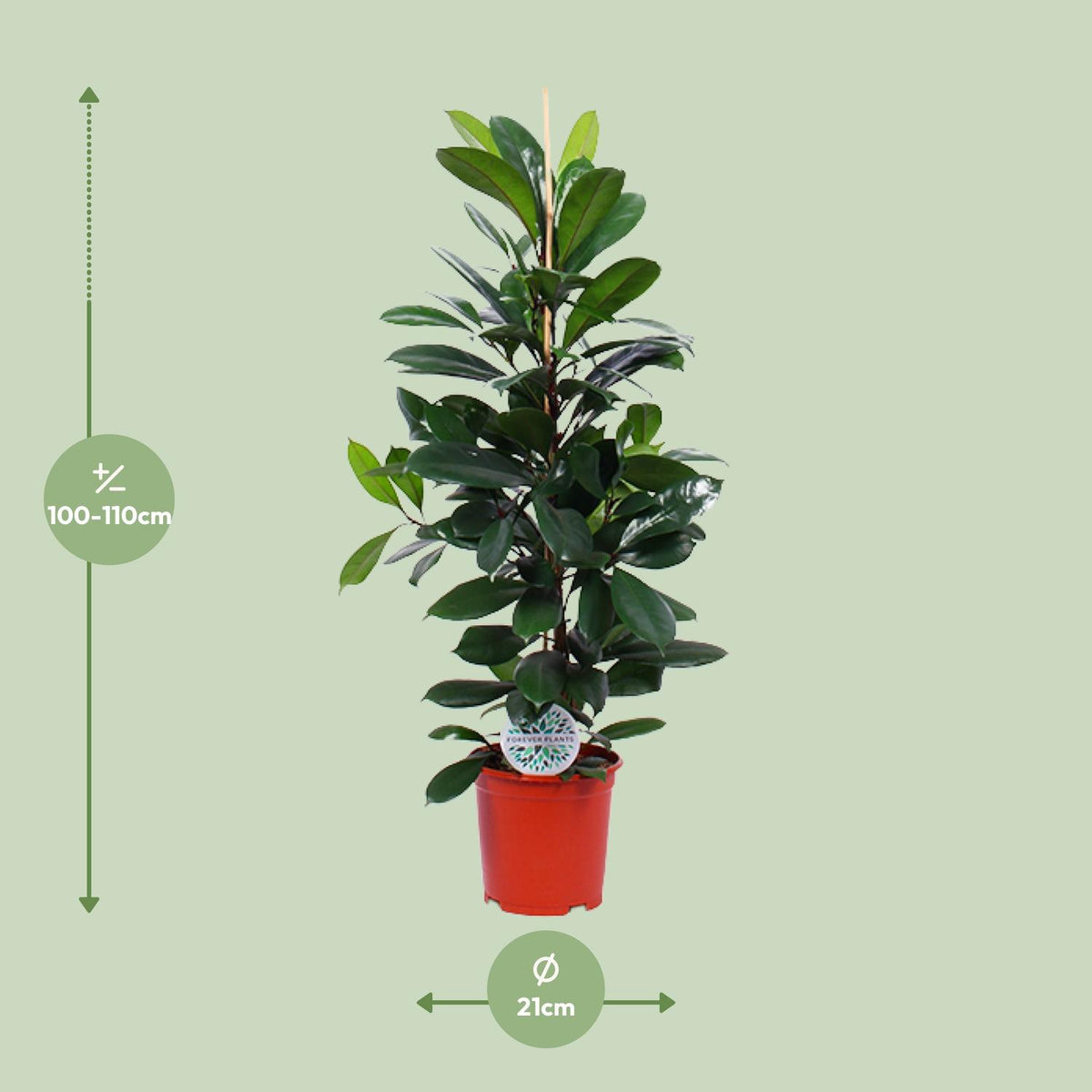 Ficus Cyathistipula – Ø21 cm, 105 cm høj