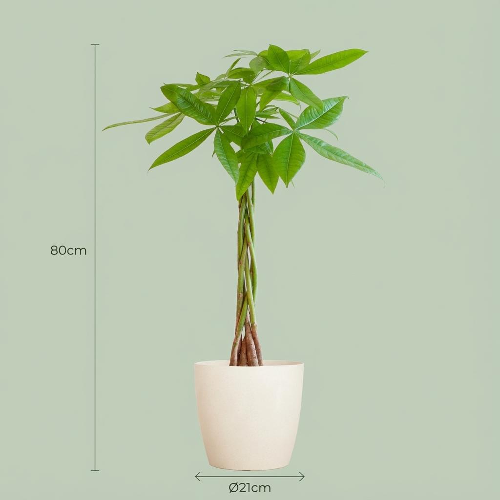 Pachira aquatica (pengaträd) i vit dekorativ lerkruka – Ø21 cm, 80 cm hög